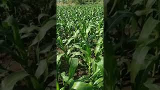 Sweetcorn Crop|| American Makay || Natural Gir Farm