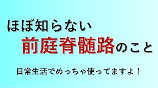 前庭脊髄路の構造と機能