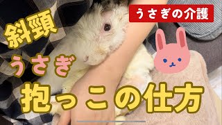 斜頸うさぎの抱き方（3）