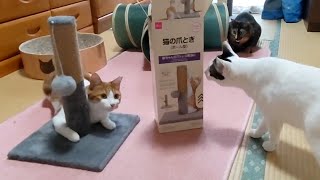 【Daisoの爪とぎポール】ねこ様達に買ってみた結果・・・？#多頭飼育 #サビ猫 #保護猫 #100均猫グッズ