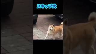 スキップする犬　#かわいい #shorts #いぬ #スキップ #cute