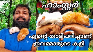 #Hamster എന്റെവീട്ടിലെ കുട്ടികളുടെ കളിക്കൂട്ട്കാരൻ ഹാംസ്റ്റർ.