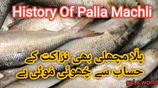 History Of Palla Machli#history of palla machli #palla machli hyderabad #palla fish pakistan