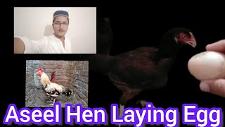 Finally Aseel Hen Laying First Egg ||SHK brother