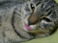 【いなか猫４３２】ピンク色の舌を出して寝てる猫ちゃん tongue of the cat japanese funny cat