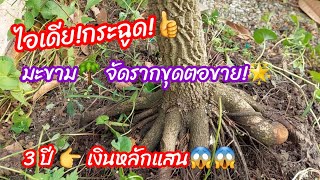 บอนไซ 💡ไอเดียกระฉูด!ตอมะขาม🌴จัดราก 3 ปี!👍ขุดขายแบบนี้!ได้เงินแสน😱 ที่นำไปสร้างงานต่อย่นย่อระยะทาง