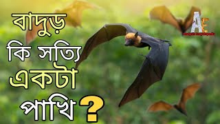 Bats || বাদুড় কি সত্যি একটা পাখি!!?? Analysis Encyclopedia........