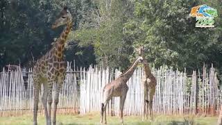 @koratzoo ยีราฟ