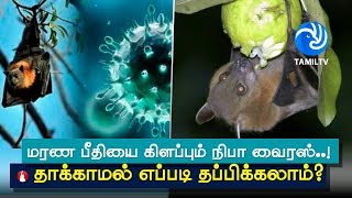 மரண பீதியை கிளப்பும் நிபா வைரஸ்... தாக்காமல் எப்படி தப்பிக்கலாம்? - Tamil TV