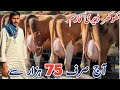 Khokher Dairy Farm | Jersey Cows For sale | Punjab Best cows | 12 December 2024