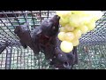 baby bat grape munchers