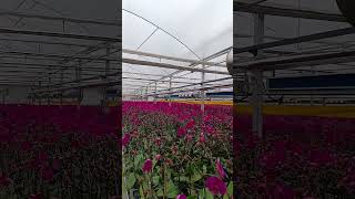 Orchid greenhouse