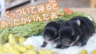 うさぎの赤ちゃんは、くっついて寝るの大好き💕～Lupinus～