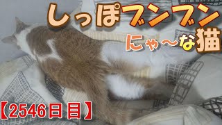 【2546日目】しっぽブンブンにゃ～な猫【かわいい・面白い】～The growth record of my cute cat, Nike day 2546