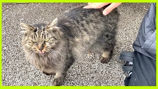 コチラを見つめながらカワイイ鳴き声で甘えてくる野良猫が可愛い “Stray cat with a cute voice”