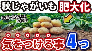 【秋じゃがいも】11月に肥大化させる、気をつけるべき４つの事【収穫、保存方法も紹介】