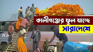 কালীগঞ্জের ফুল যাচ্ছে সারাদেশে, Kaliganj flowers are going all over the country