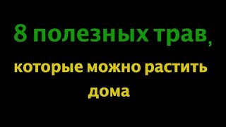 Топ 8 самых полезных трав, которые можно вырастить дома