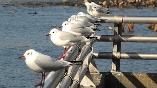 12月28日 大泉緑地　ユリカモメ飛来中🐥🐥🐥