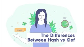 Hash vs Kief: The Ultimate Guide