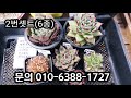 산골다육이🌵세트 5만원 무료배송 창세트 마리아 몰게인 한스에보니 무료배송 선착순 별빛철화 핑크샴페인 루비브러쉬 야생콜로라타 다육이택배