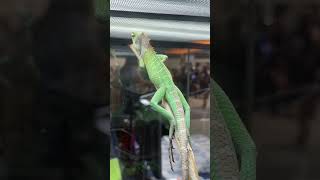 2023 National Reptile Breeders Expo (part 1) #reptiles #daytonabeachflorida