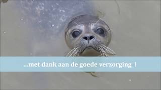 Zeehonden opvang A Seal Stellendam