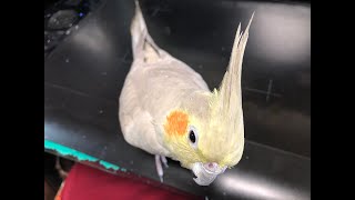 オカメインコのレキをナデナデする