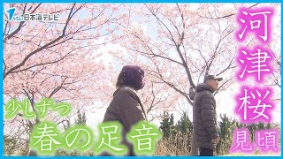 【お花見日和】少しずつ“春の足音”が　早咲きの「河津桜」が見頃　島根県松江市