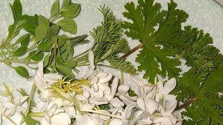 Maruvam,Davanam,Paneer leaves harvest🌿💚#paneerleaf#maruvam#davanam#appugardening#harvesting#shorts