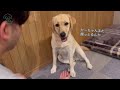 【ラブラドール 73】しばかれ、ぐちぐち説教されたラブラドールが取った行動がこちら… labrador retriever 大型犬 ぼんちゃん　癒し　おもしろ　ラブラドールレトリバー　叱れた