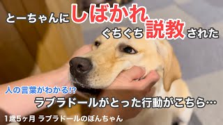 【ラブラドール#73】しばかれ、ぐちぐち説教されたラブラドールが取った行動がこちら… labrador retriever 大型犬  ぼんちゃん　癒し　おもしろ　ラブラドールレトリバー　叱れた