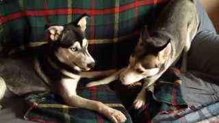 husky Sheila playing with  Heidi