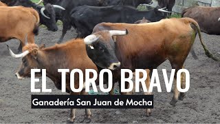 Embarque del TORO BRAVO, en la ganadería San Juan de Mocha