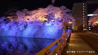 福井城  夜桜満開ライトアップ　2022年4月8日4K撮影