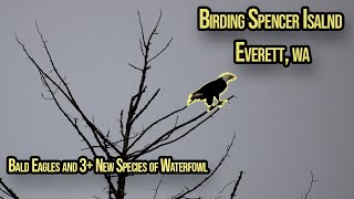 Birding Spencer Island in Everett, WA - Bald Eagle, American Wigeon, Northern Shoveler, and More!!