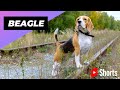 Beagle 🐶 One Of The Most Popular Dog Breeds In The World #shorts