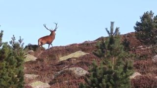 Brame du cerf sur le Mont Lozère 2015