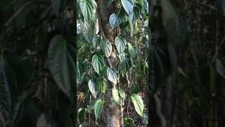 কে কে খাইছইন !!! সিলেটি পান   k k kaicoin sylheti paan