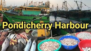 Pondicherry Harbour Fish market vlog  #pondicherry #harbour #fish#fishmarket#vlog small business