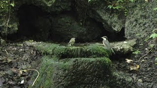 山中湖 大洞の泉のヤマガラ（幼鳥）とキクイタダキ（雄）その１（4K動画）