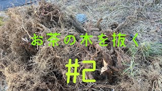 【抜根2】お茶の木を抜く2