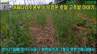 23년 고추밭이야기 13화 - 화학농약과 그렇지 못한것에 대해서 #무경운 #무방재 #호밀 #고추 #유기농 #어쩌다나주농부 #나주배가족농장