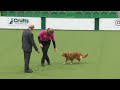 obedience day 2 live inter regional obedience crufts 2024