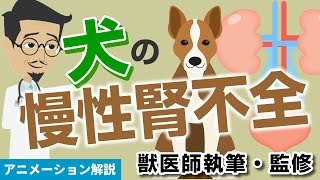 犬の慢性腎不全について【獣医師執筆監修】症状から治療方法