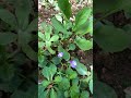 お庭の植木日記 ムラサキサギゴケ5