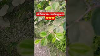 নবীজির চমৎকার কিছু কথা 🥰🥰🥰 #নবীজির #shorts