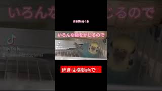 セキセイ先輩とコザクラ後輩　かじりたいインコ