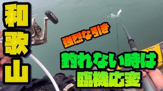 [Wakayama] When you can't catch any fish, go fishing again.
