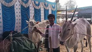 Farmer phillipa, Kanakapura Road with Hallikar ox pair in Ghatti Dhanagala Jhatre